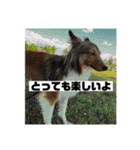 シェルティ・ポン太Ⅱ（個別スタンプ：4）