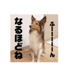 シェルティ・ポン太Ⅱ（個別スタンプ：8）