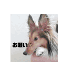 シェルティ・ポン太Ⅱ（個別スタンプ：11）