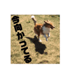 シェルティ・ポン太Ⅱ（個別スタンプ：12）