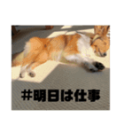 シェルティ・ポン太Ⅱ（個別スタンプ：13）