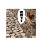 シェルティ・ポン太Ⅱ（個別スタンプ：16）