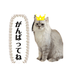 プティノワ（個別スタンプ：13）