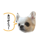 プティノワ（個別スタンプ：26）