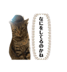 プティノワ（個別スタンプ：29）