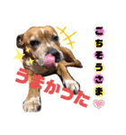 BOSSちゃんno.2（個別スタンプ：14）