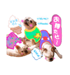 ぶるぶるどっぐ5（個別スタンプ：2）