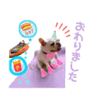 ぶるぶるどっぐ5（個別スタンプ：11）