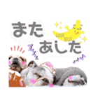 ぶるぶるどっぐ5（個別スタンプ：27）