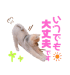 ぶるぶるどっぐ5（個別スタンプ：29）