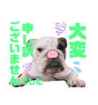 ぶるぶるどっぐ5（個別スタンプ：34）