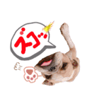 ぶるぶるどっぐ5（個別スタンプ：39）