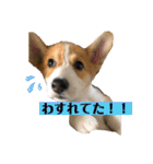 コタとジナンとサランのスタンプ（個別スタンプ：3）