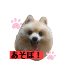 コタとジナンとサランのスタンプ（個別スタンプ：7）