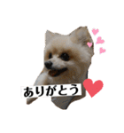 コタとジナンとサランのスタンプ（個別スタンプ：8）