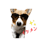 コタとジナンとサランのスタンプ（個別スタンプ：9）