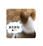 コタとジナンとサランのスタンプ（個別スタンプ：16）