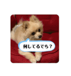 コタとジナンとサランのスタンプ（個別スタンプ：18）