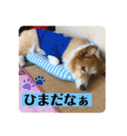 コタとジナンとサランのスタンプ（個別スタンプ：25）