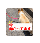 コタとジナンとサランのスタンプ（個別スタンプ：28）