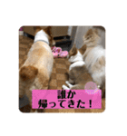 コタとジナンとサランのスタンプ（個別スタンプ：30）