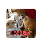 コタとジナンとサランのスタンプ（個別スタンプ：31）