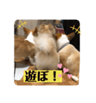 コタとジナンとサランのスタンプ（個別スタンプ：32）