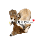 コタとジナンとサランのスタンプ（個別スタンプ：33）