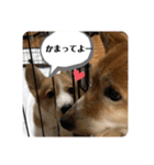 コタとジナンとサランのスタンプ（個別スタンプ：34）
