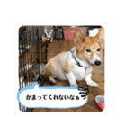 コタとジナンとサランのスタンプ（個別スタンプ：35）