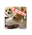 コタとジナンとサランのスタンプ（個別スタンプ：36）