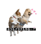 コタとジナンとサランのスタンプ（個別スタンプ：37）