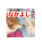 コタとジナンとサランのスタンプ（個別スタンプ：40）