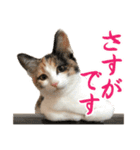 ナナチとまる1（個別スタンプ：3）