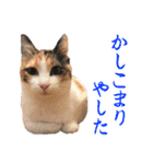 ナナチとまる1（個別スタンプ：5）