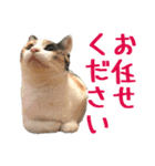 ナナチとまる1（個別スタンプ：6）