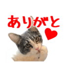 ナナチとまる1（個別スタンプ：8）