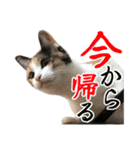 ナナチとまる1（個別スタンプ：11）