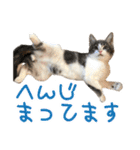 ナナチとまる1（個別スタンプ：13）
