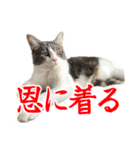 ナナチとまる1（個別スタンプ：14）