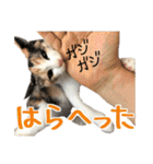 ナナチとまる1（個別スタンプ：16）