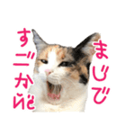 ナナチとまる1（個別スタンプ：17）