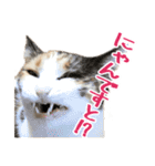 ナナチとまる1（個別スタンプ：21）