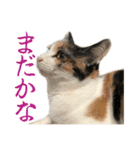 ナナチとまる1（個別スタンプ：23）
