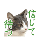 ナナチとまる1（個別スタンプ：24）