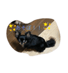 anjewel ver2（個別スタンプ：6）