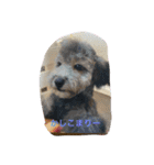 anjewel ver2（個別スタンプ：11）