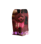 anjewel ver2（個別スタンプ：18）