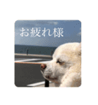 [新]紋次郎スタンプ（個別スタンプ：8）