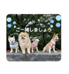 [新]紋次郎スタンプ（個別スタンプ：12）